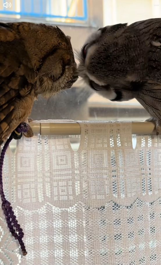 出所：@nononontan2929