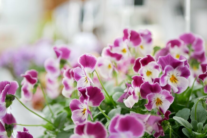 croquette/Shutterstock.com