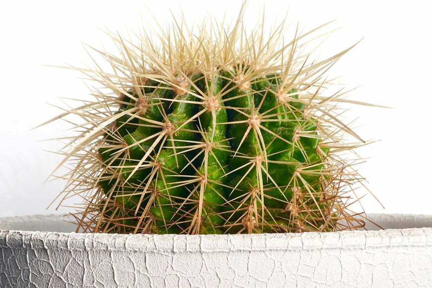 Igorfoto/Shutterstock.com