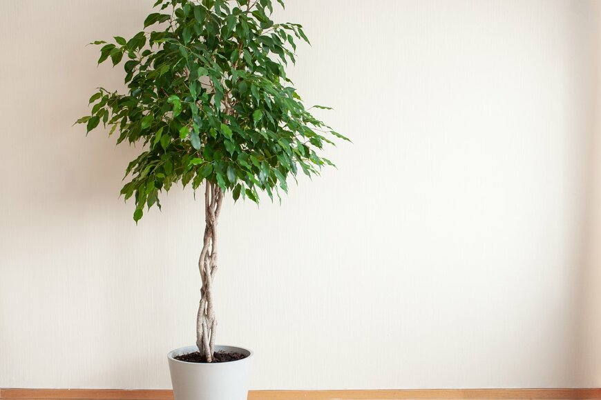 Olga Miltsova/Shutterstock.com