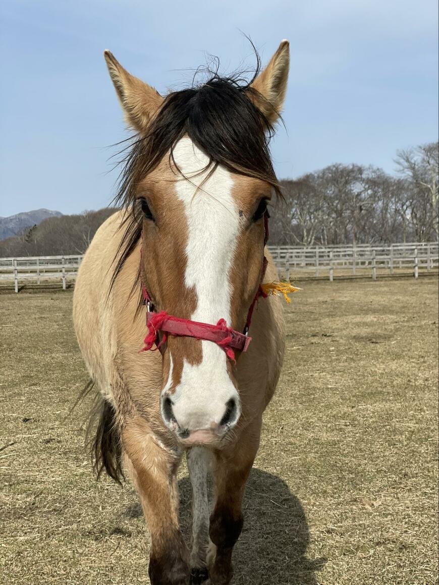 出所：うらかわ優駿ビレッジAERU