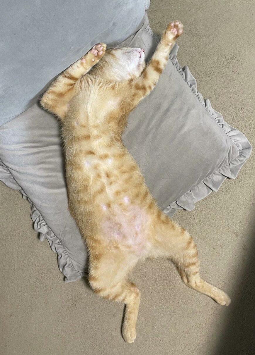 出所：@Beercat_Ana_Dar