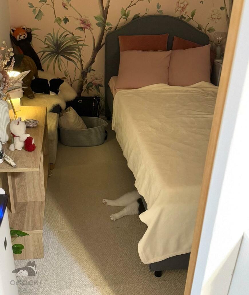 出所：@omochiomoching