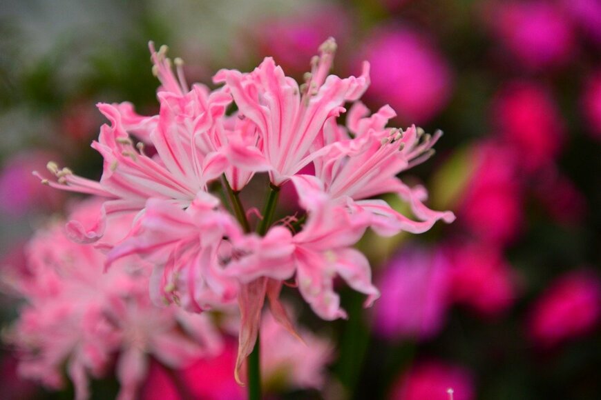 magicflute002/istockphoto.com