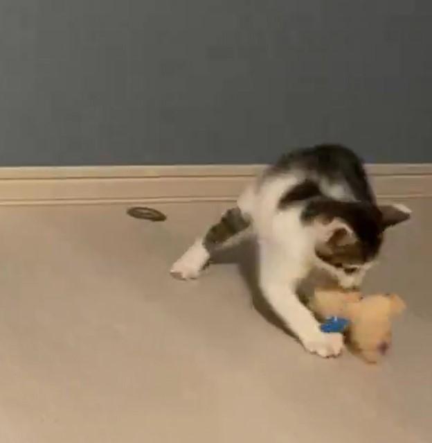 出所：@Saeroyi_cat