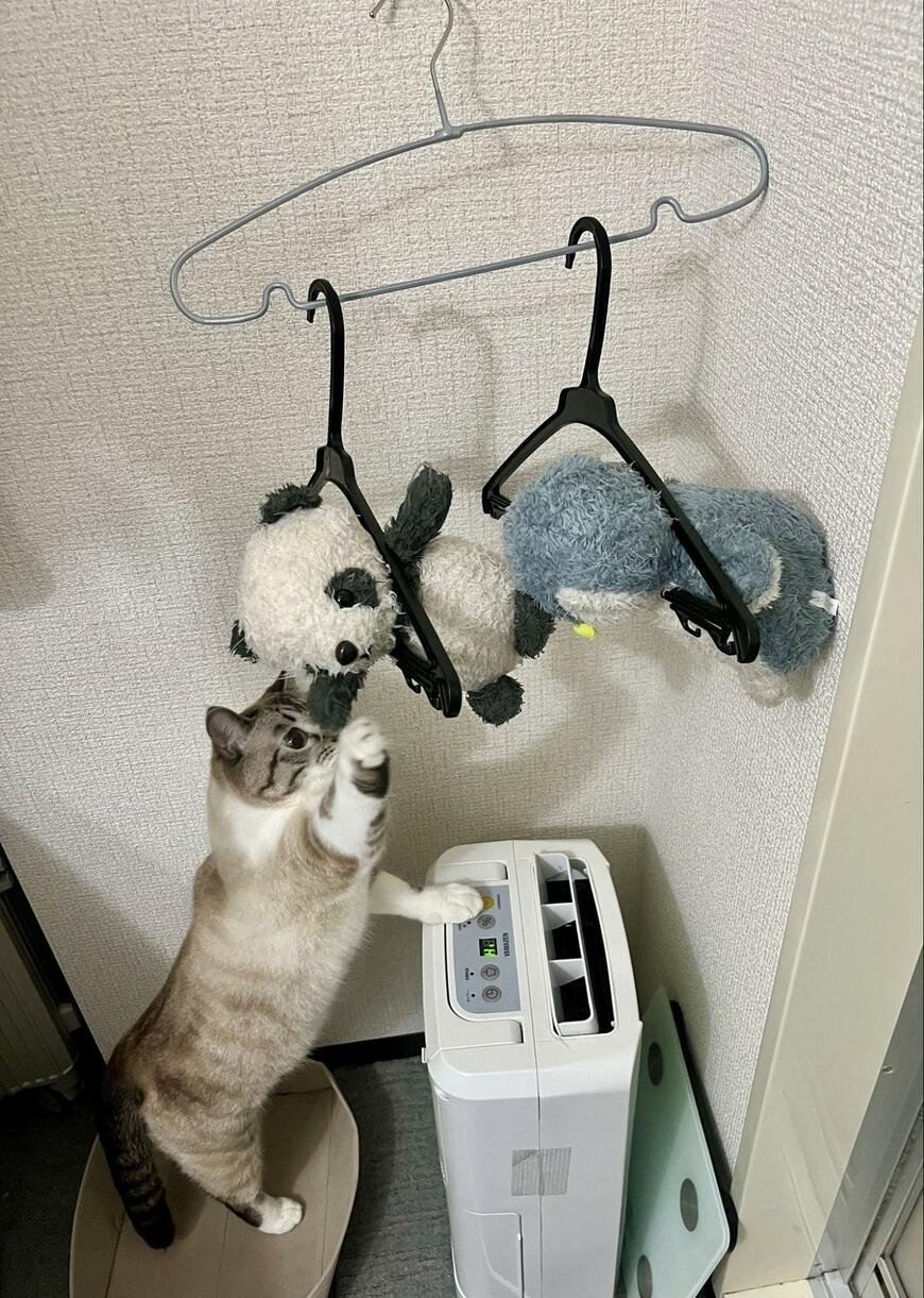 出所：@89maro_neko