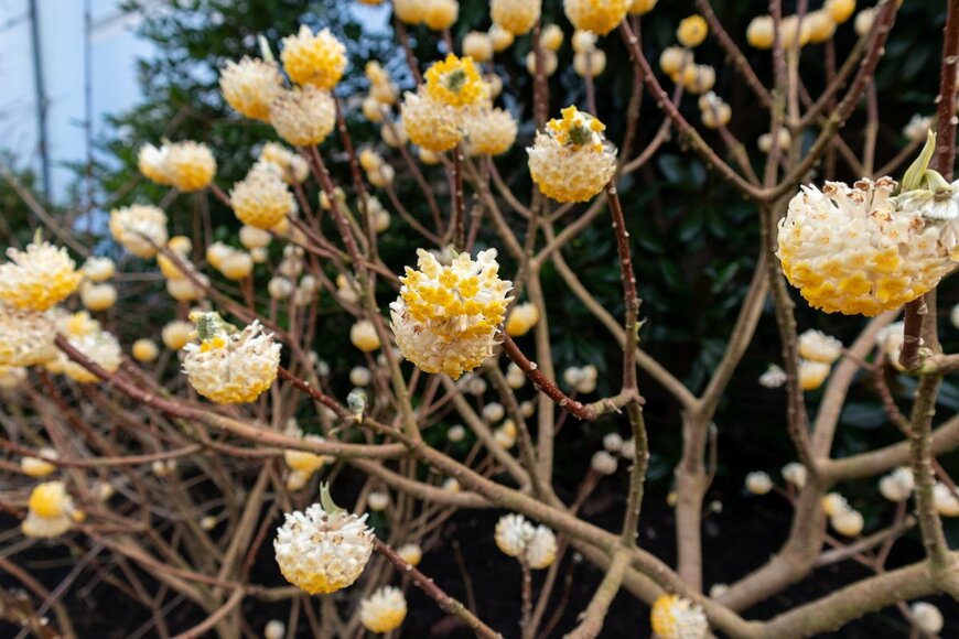 Edgeworthia chrysantha/Shutterstock.com