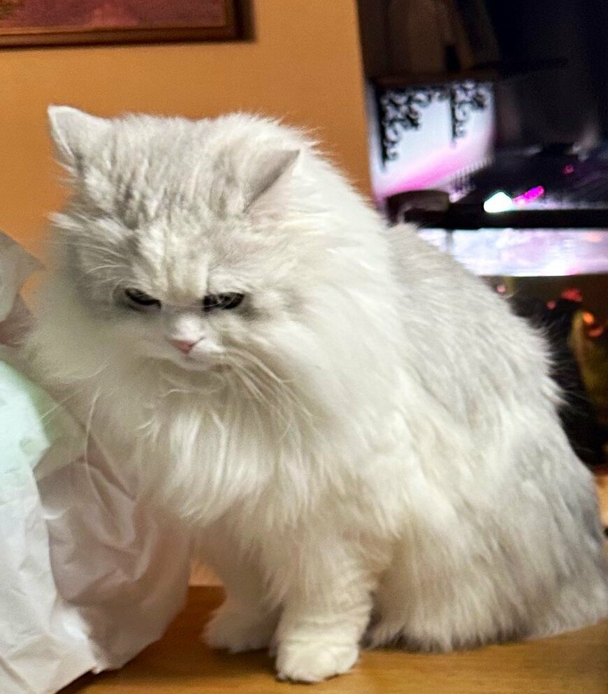 出所：@NEKOLAND13