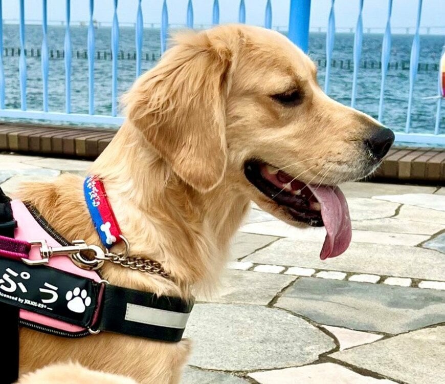 出所：@pu_channeldesu