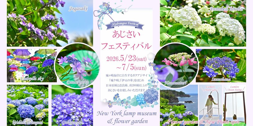 出所：株式会社伊豆シャボテン公園『伊豆・城ヶ崎海岸のニューヨークランプミュージアムで「あじさいフェスティバル」を開催（2026.5/23～7/5）！ 自生種「城ケ崎」をはじめ200種以上の多彩な品種とアンブレラスカイが梅雨を彩る』