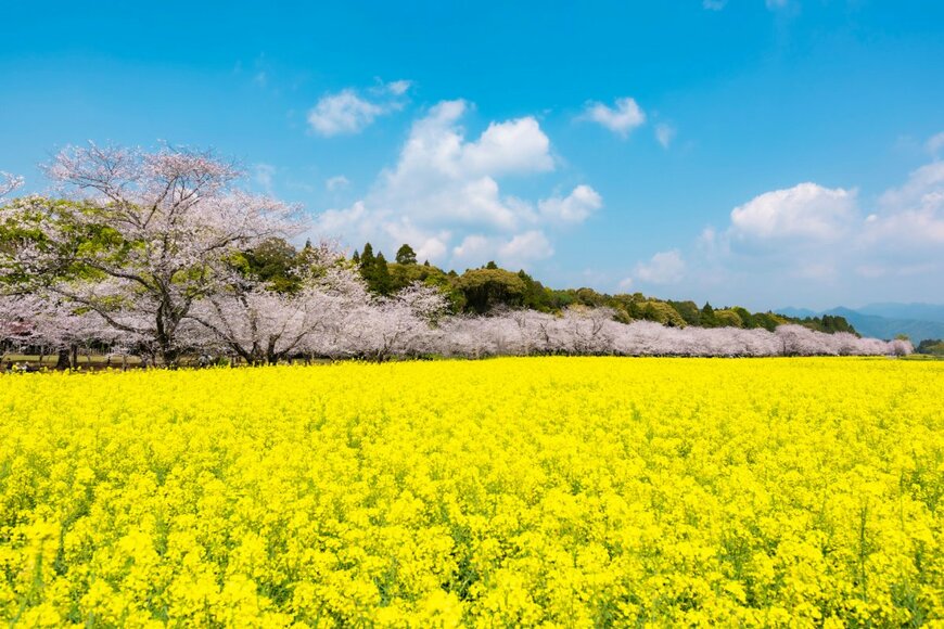 kai keisuke/shutterstock.com