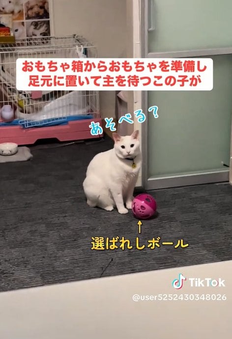自分でおもちゃを準備する猫ちゃん→おもちゃへのこだわりの強さに「クセが強い」など反響！