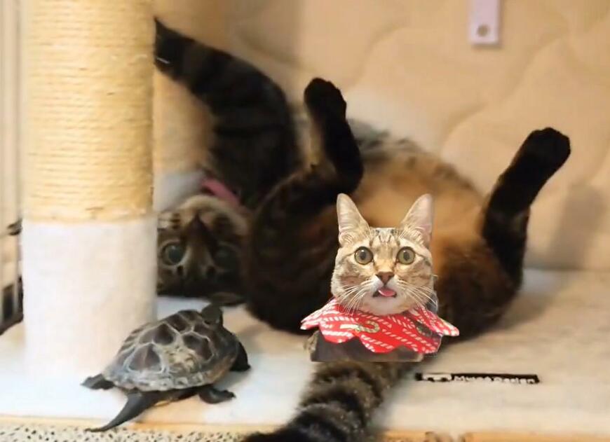 出所：@Mh0MLiErcV8E97C