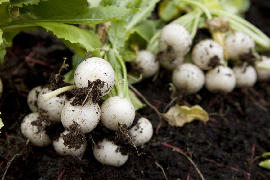 Elena Rostunova/shutterstock.com