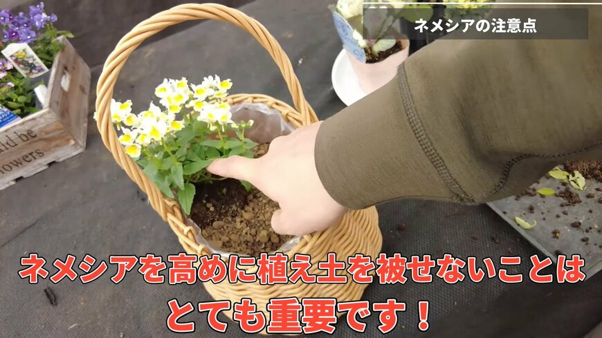 出所：@petit_fleur