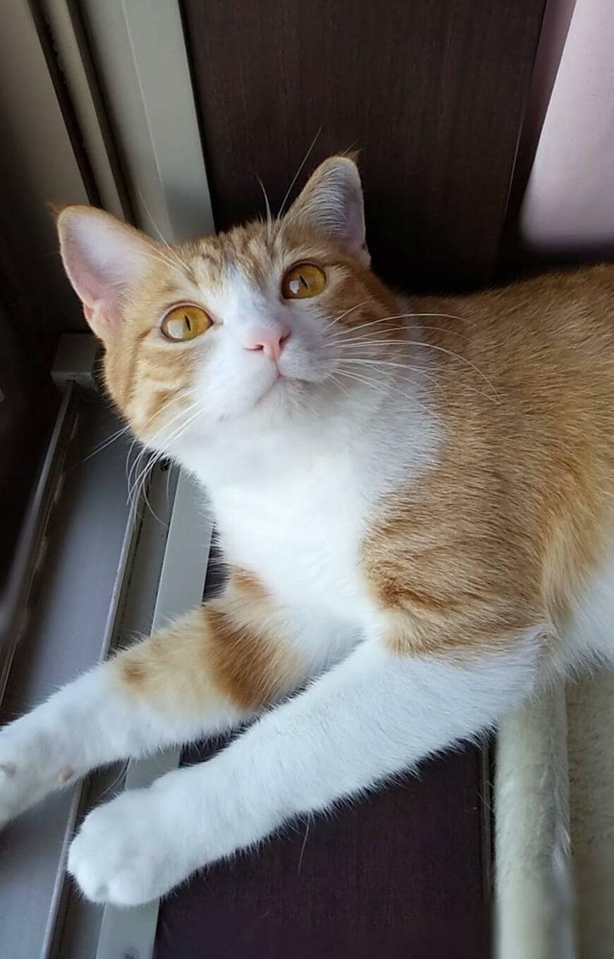 出所：@mero627puri914