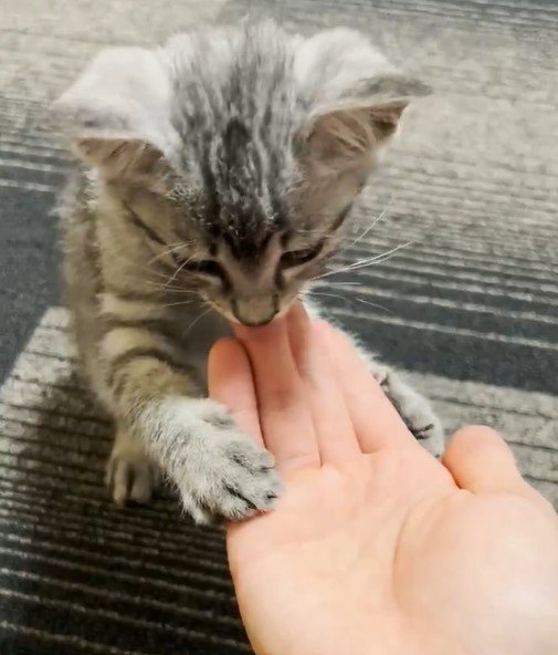 出所：@totomaru_hanmi