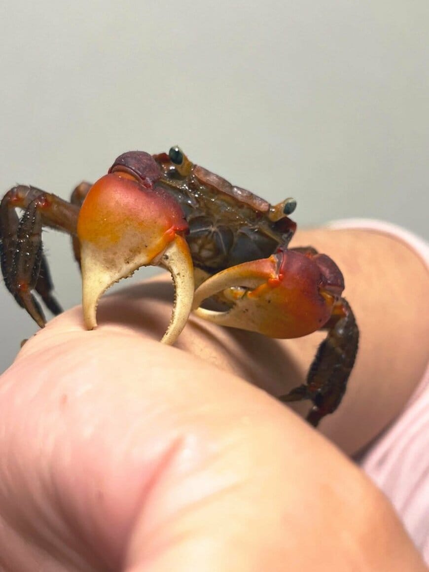 美味しそうに「かぼちゃ」を食べるカニ　ほのぼのとした光景に「可愛い」