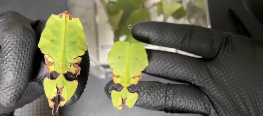 出所：@bugsbugsbugs990