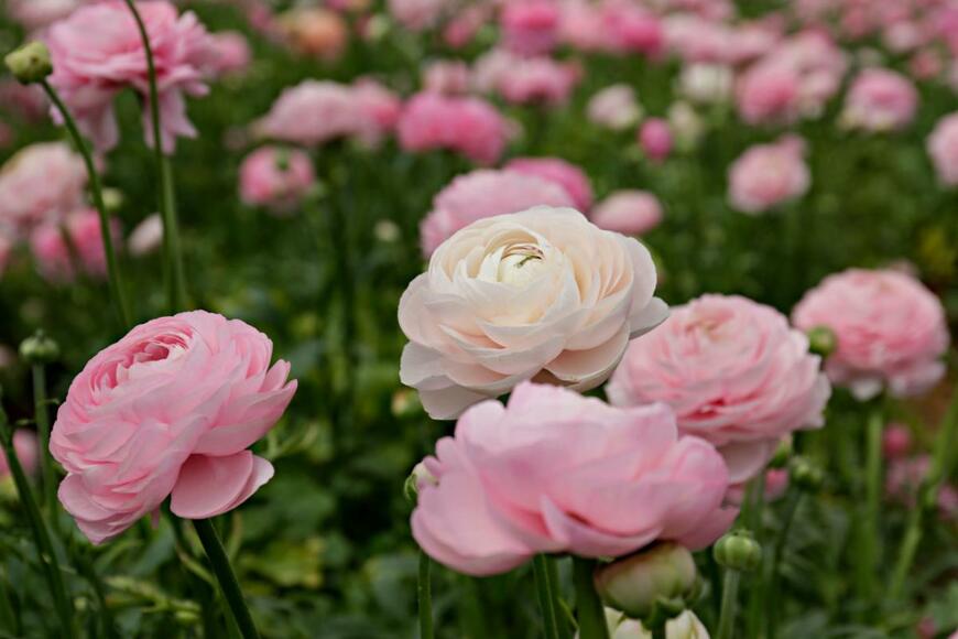 evrymmnt/shutterstock.com