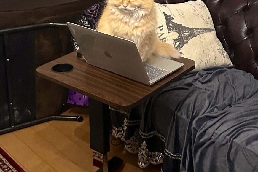 パソコン前でうとうとする猫さん「誰か入ってる」とSNS大反響