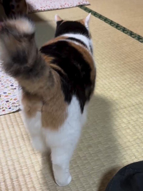 お父さんと猫