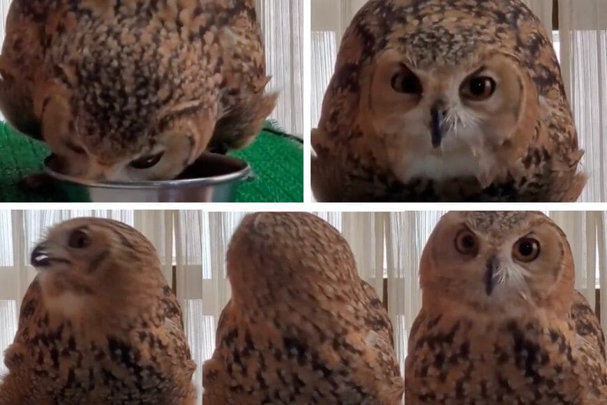 投稿動画のワンシーン