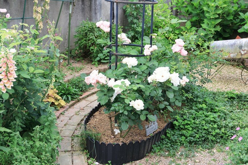 レイズドベッド花壇に植えられた白いバラ