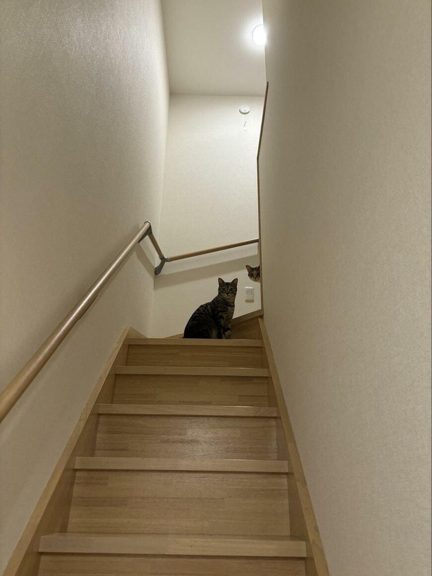 階段と猫