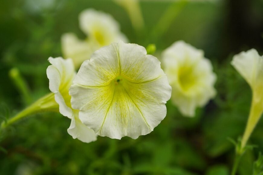 濃い紫とピンクのペチュニアの花