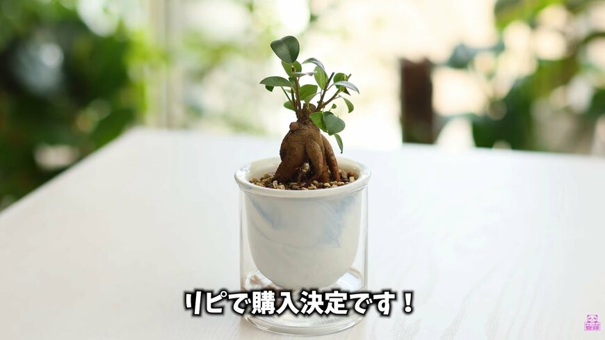 ダイソー THREEPPYの底面吸水鉢・陶器＆ガラス製自動給水プランターに植えたガジュマル