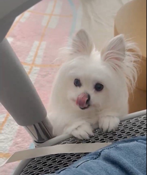 業務連絡をするワンちゃん