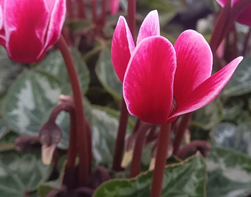 濃いピンク色の花を咲かせている、ガーデンシクラメン