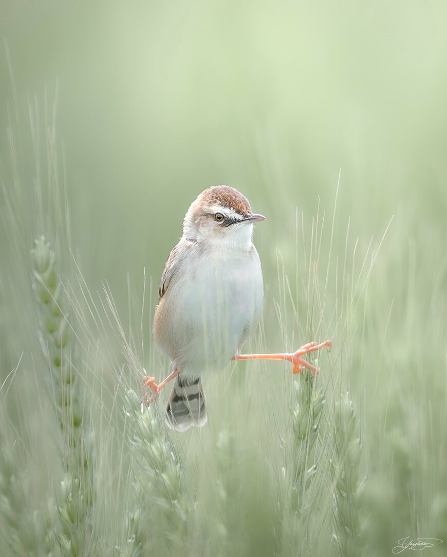 絶妙なバランスで宙に浮くセッカ