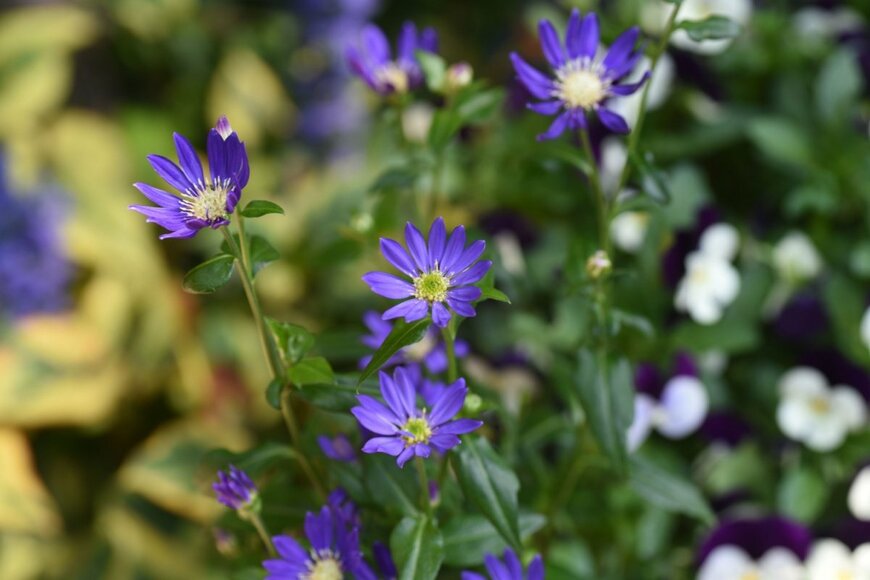 ミヤコワスレの花が咲いている。花弁の色は紫、中央部は黄色。