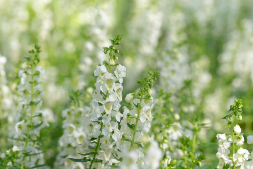 白い花を咲かせている、アンゲロニア