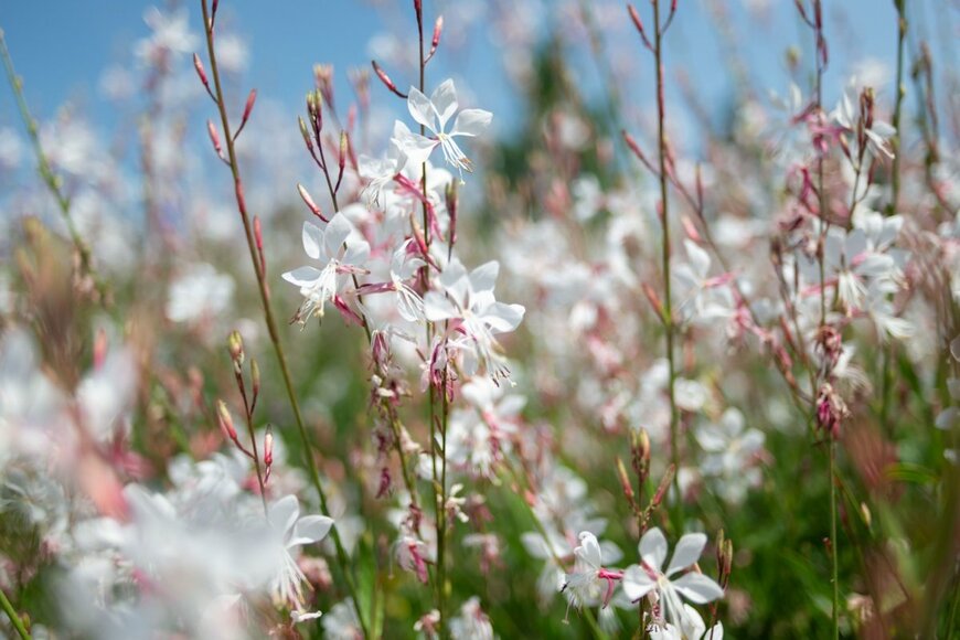 白い花を咲かせているガウラ