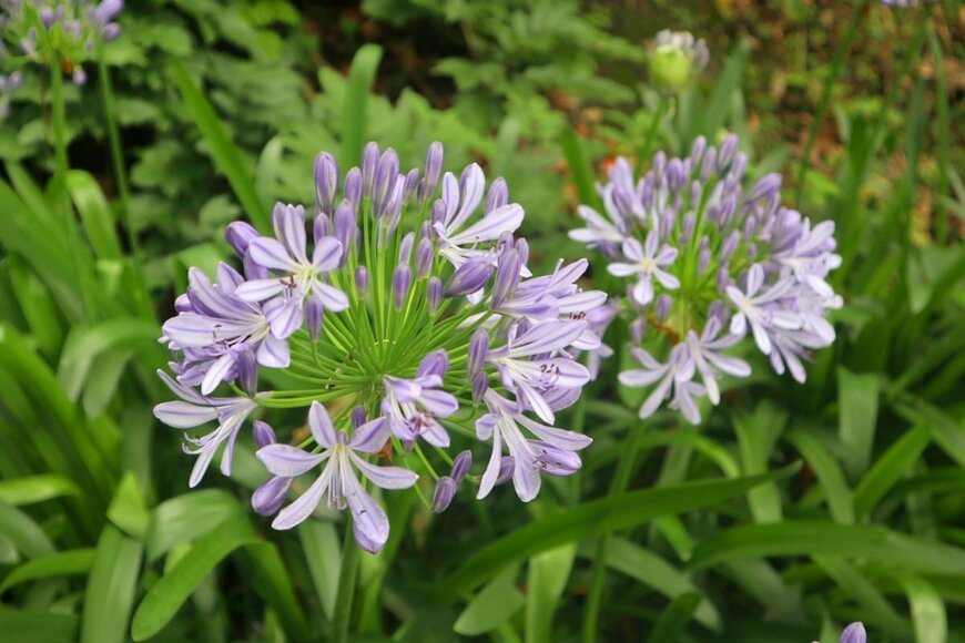 淡い青紫色の花を咲かせているアガパンサス