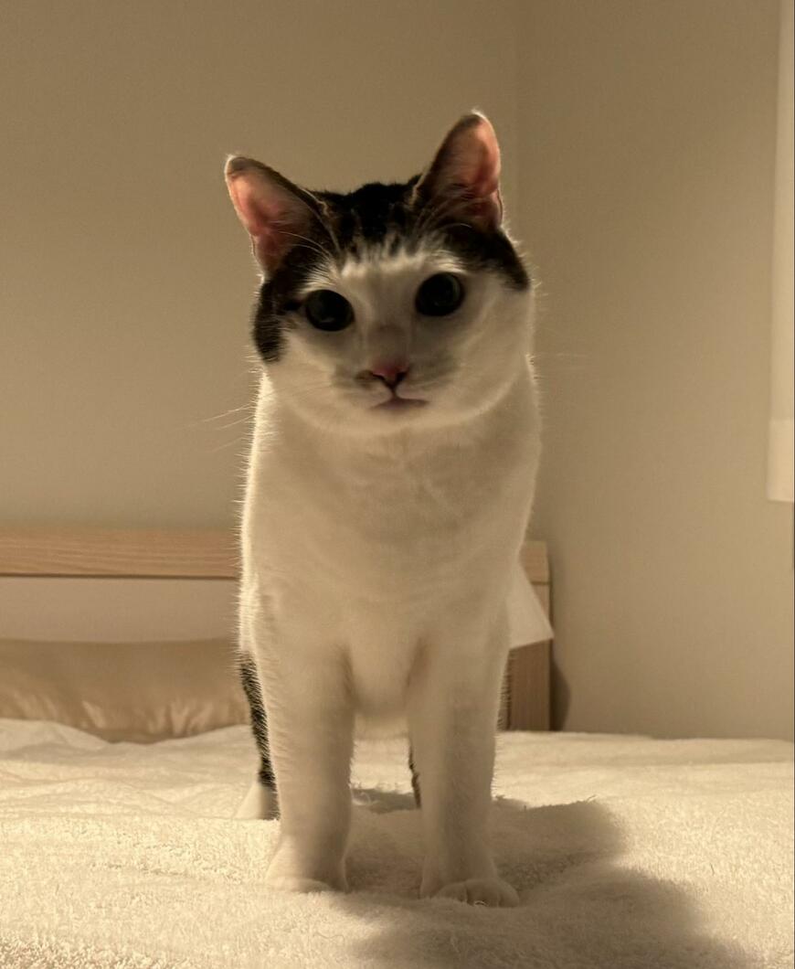 圧をかける猫