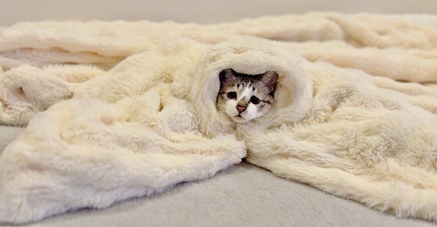 毛布に隠れる猫