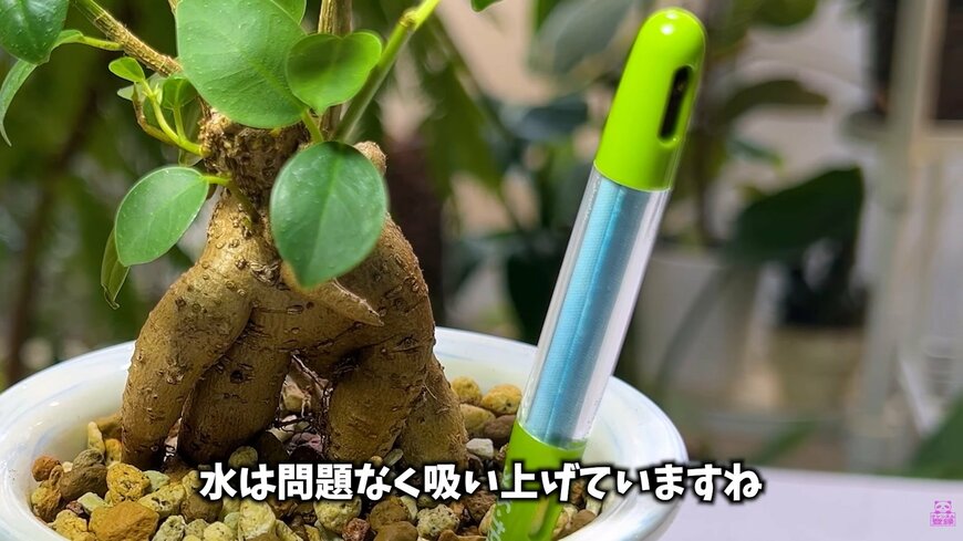 ダイソー THREEPPYの底面吸水鉢・陶器＆ガラス製自動給水プランターに植えられたガジュマル、水やりチェッカー