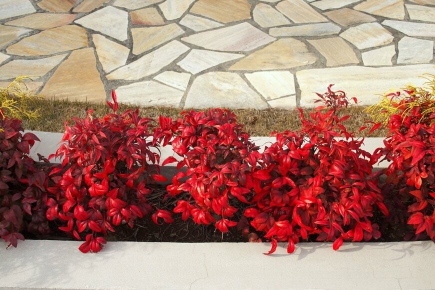 花壇に並ぶ赤いオタフクナンテン