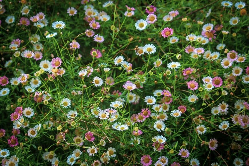 花色が白からピンクへと移り変わる「エリゲロン」