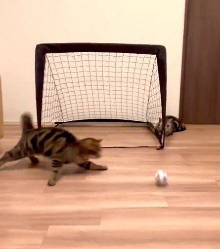 ゴールと猫