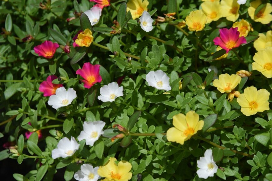 カラフルで鮮やかな花色が楽しめる「ポーチュラカ」