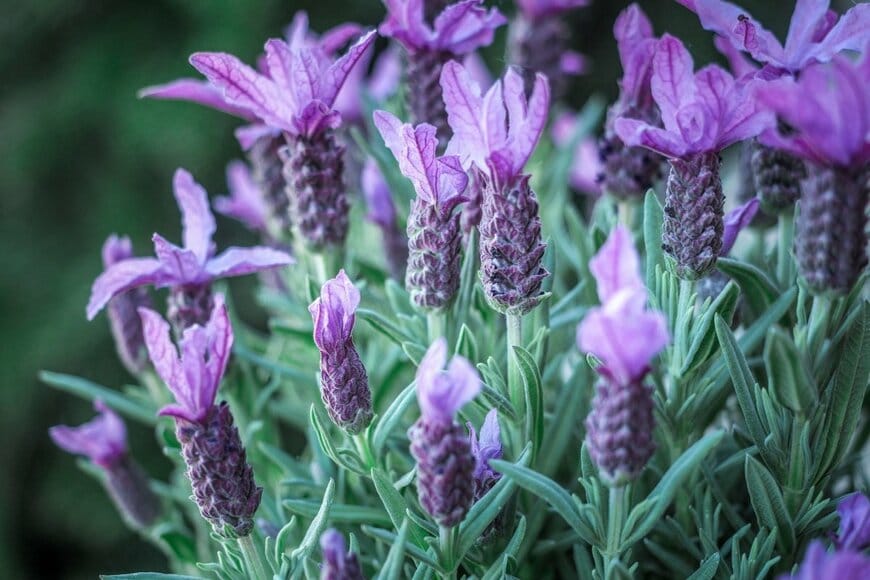 フレンチラベンダーの花。花の色は紫色。