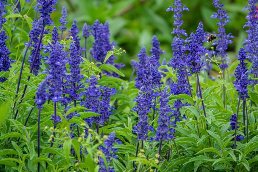 青紫のサルビア・ファリナセアの花々