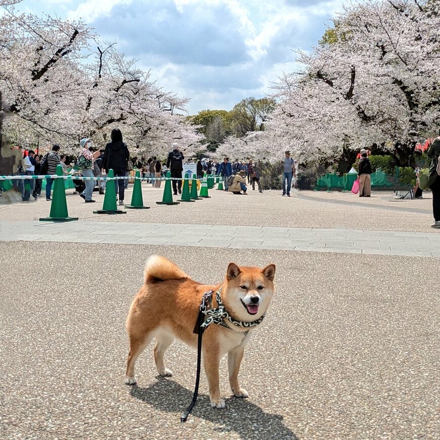 褒められてご満悦なワンちゃん