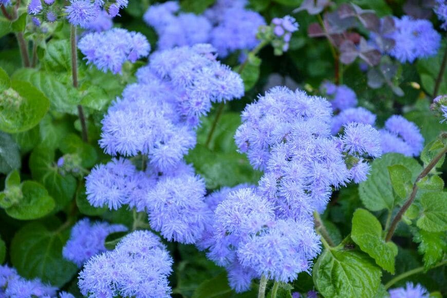 ふんわりとした花姿がナチュラルな「アゲラタム」