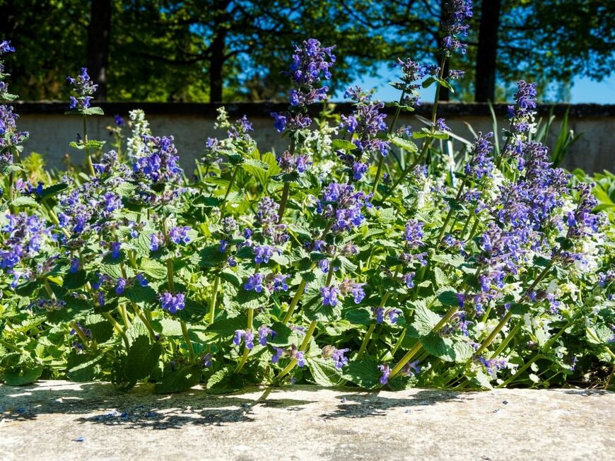 花壇に植えられた青紫の小花